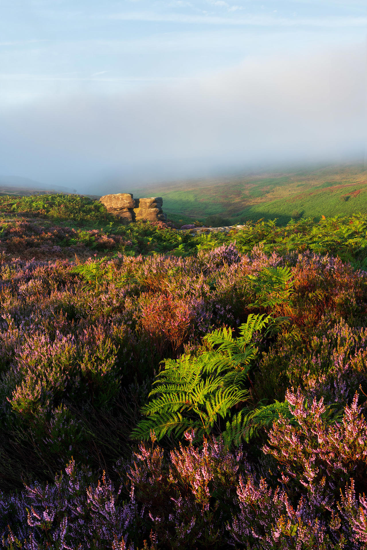Heather-covered moorland with vibrant purple blooms and lush green ferns in the foreground. In the distance, rocky outcrops are partially veiled by mist, under a sky with soft blue tones.
