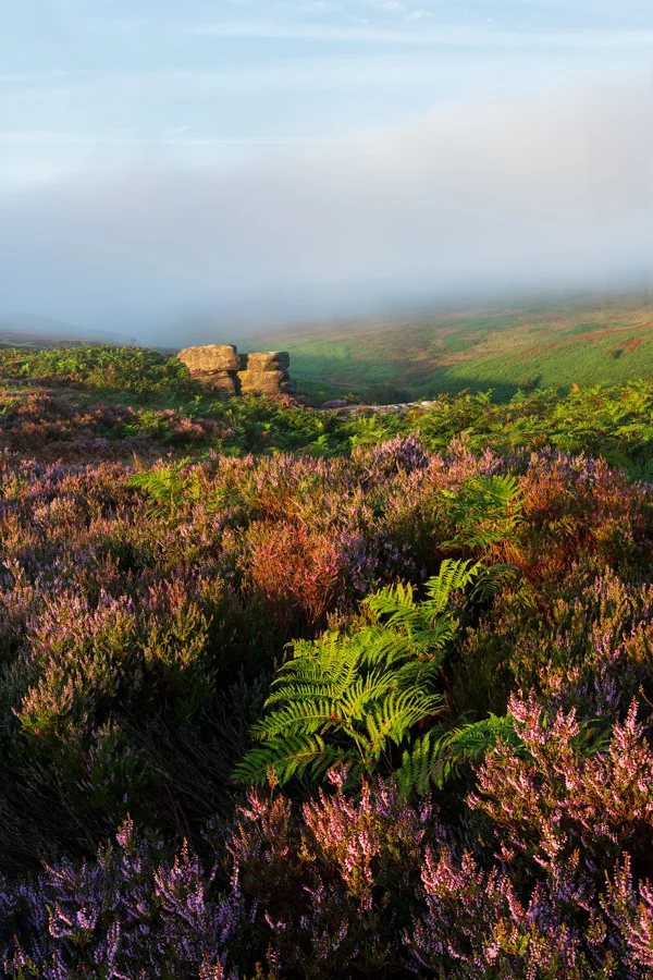 Heather-covered moorland with vibrant purple blooms and lush green ferns in the foreground. In the distance, rocky outcrops are partially veiled by mist, under a sky with soft blue tones.