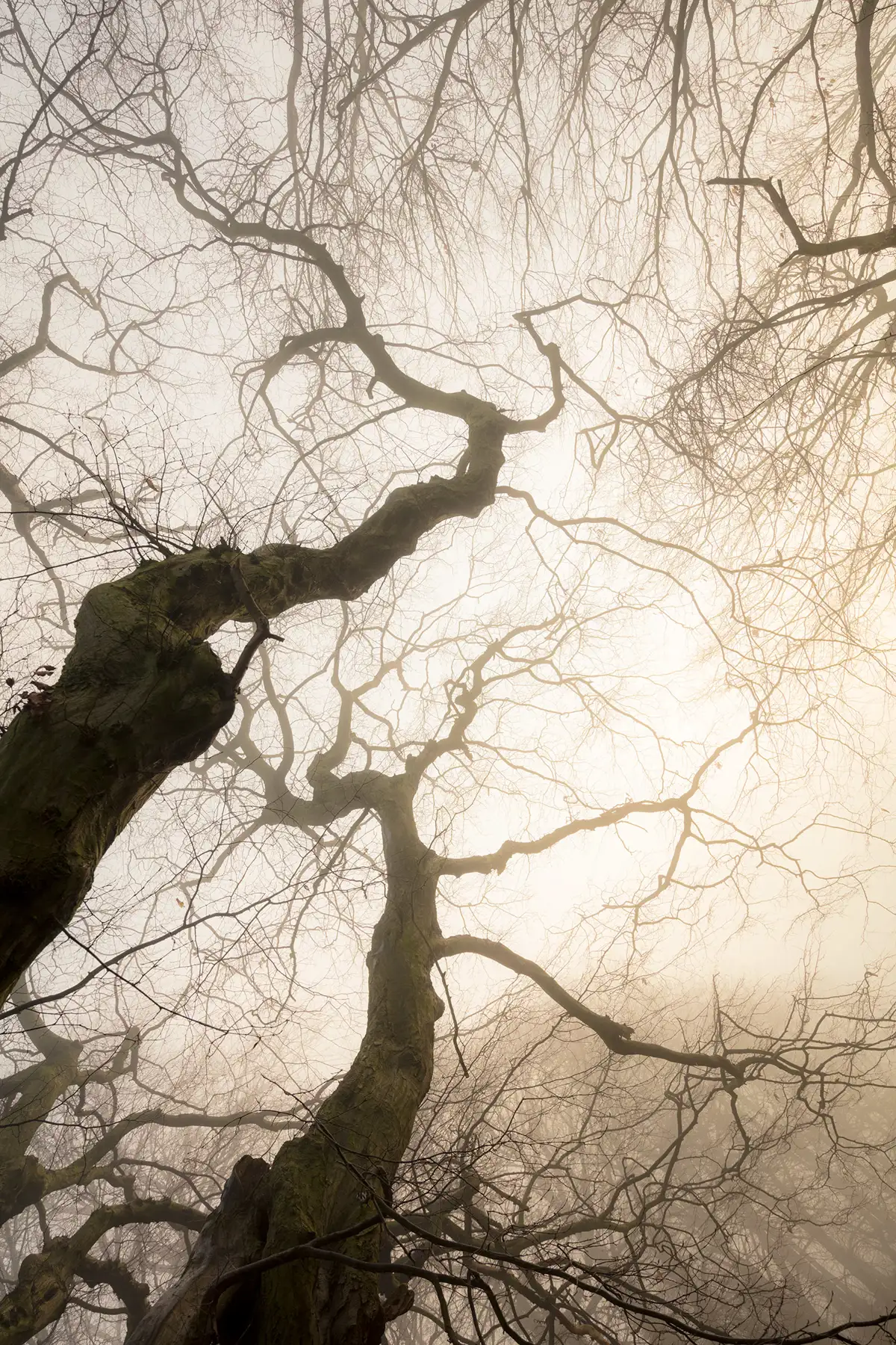 Looking up at the intertwined, bare branches of trees against a foggy, light-filled sky. The branches create intricate patterns, with the mist softening their outlines and adding a sense of mystery. The perspective amplifies the complexity and elegance of the natural forms.