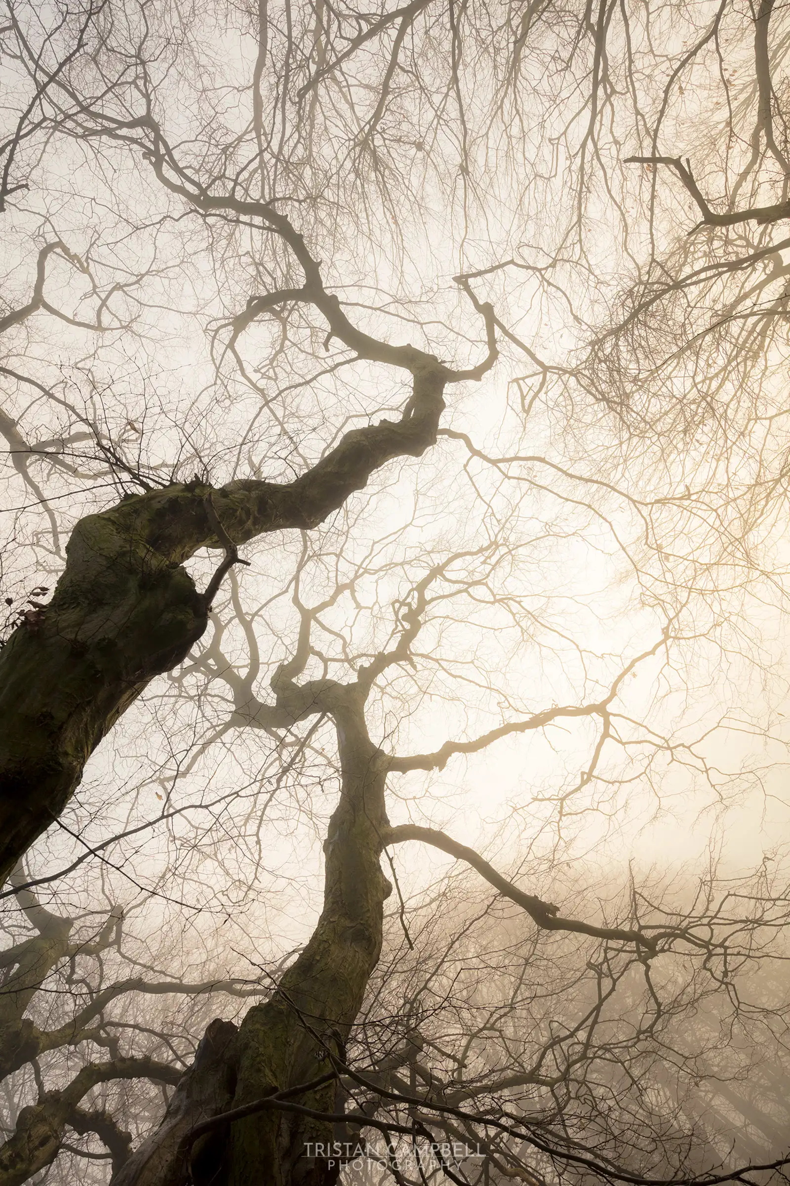 Looking up at the intertwined, bare branches of trees against a foggy, light-filled sky. The branches create intricate patterns, with the mist softening their outlines and adding a sense of mystery. The perspective amplifies the complexity and elegance of the natural forms.