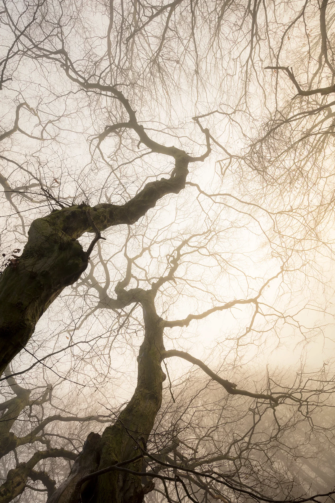 Gnarled bare tree silhouetted against misty golden sunlight in winter woodland