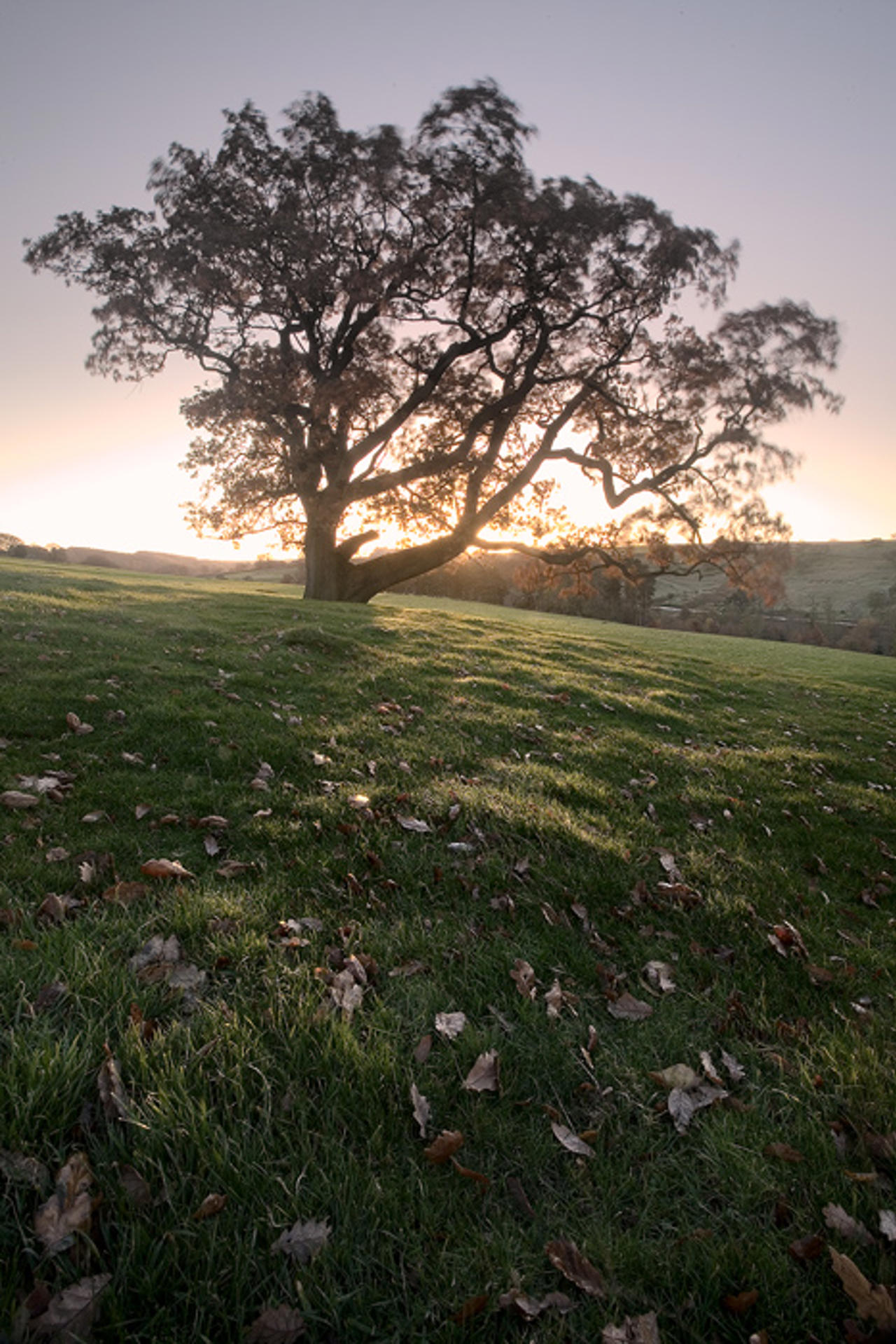 Dawn, near Blubberhouses