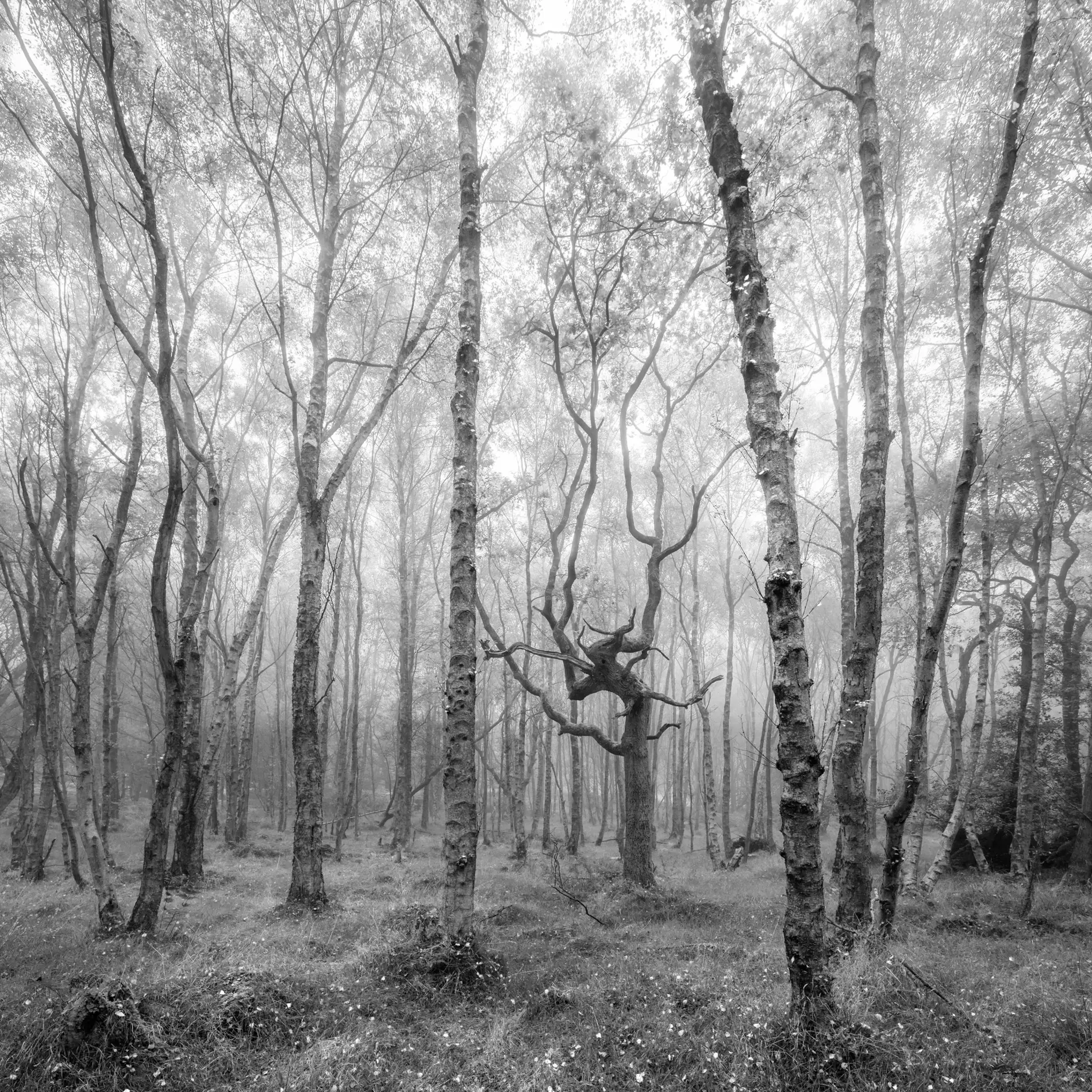 Gnarled bare oak among silver birches in misty woodland, soft autumn light, black and white