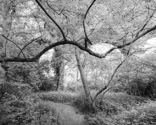 Crimple Valley Viaduct: A Marvel of Engineering and Beauty:  a tree in a forest