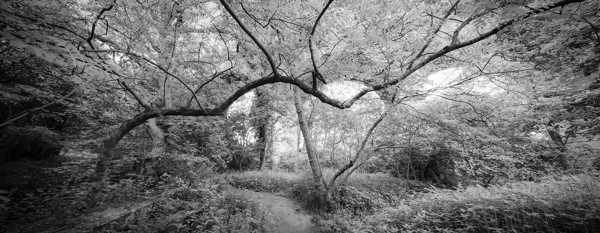 a tree in a forest