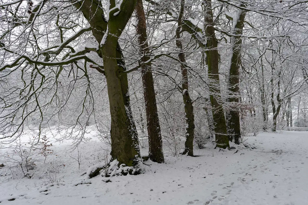 Snow-covered trees in a winter forest, with a dense canopy of branches layered with snow. The ground is blanketed in snow, with visible footprints leading through the scene. The atmosphere is serene and chilly, with muted light filtering through the overcast sky.