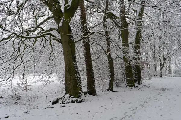 Snow-covered trees in a winter forest, with a dense canopy of branches layered with snow. The ground is blanketed in snow, with visible footprints leading through the scene. The atmosphere is serene and chilly, with muted light filtering through the overcast sky.