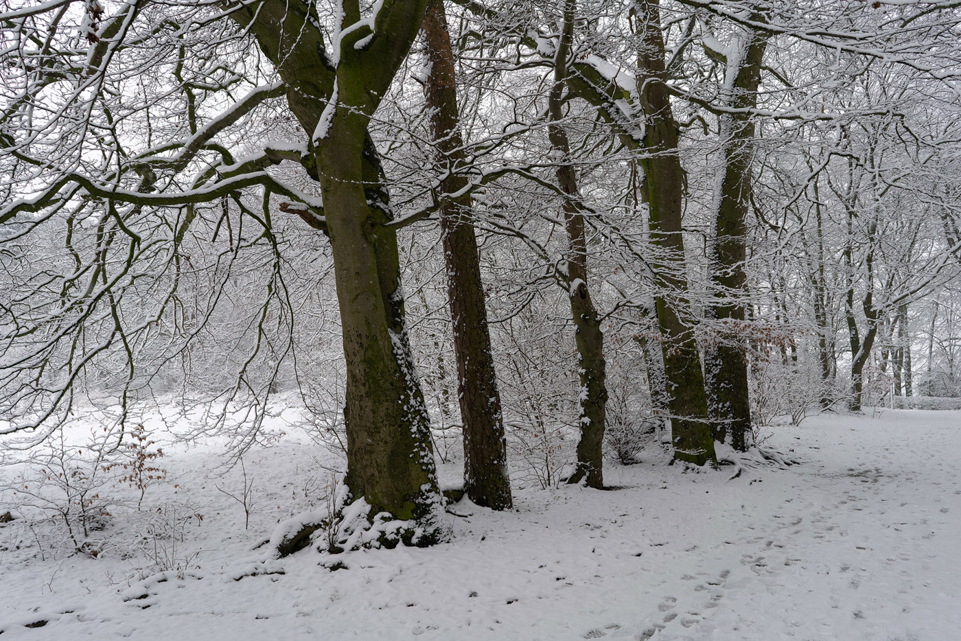  a tree covered in snow