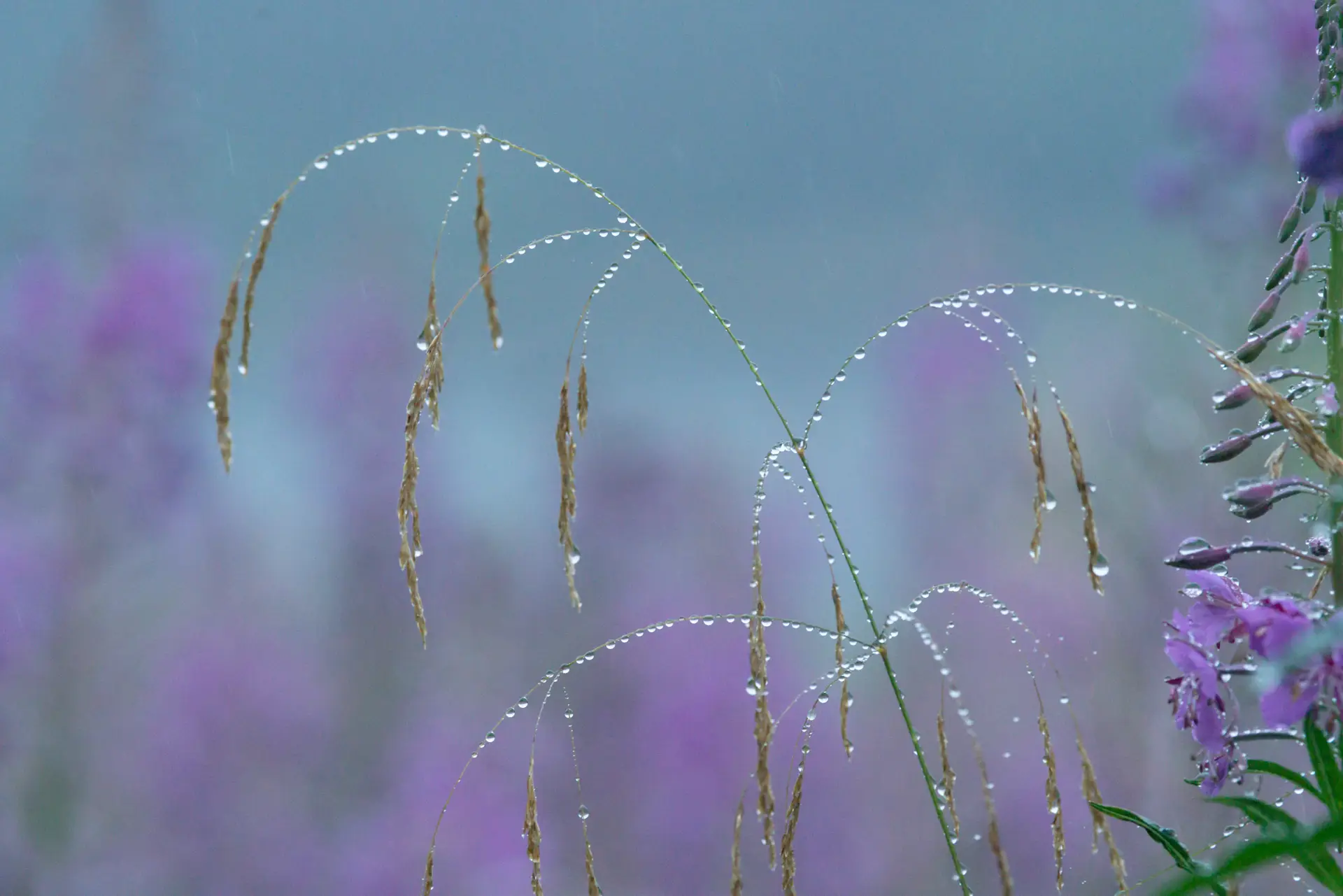 Graceful stalks of grass, adorned with sparkling water droplets, arc over a soft backdrop of blurred purple flowers. The scene is tranquil, capturing the freshness of a light rain against a muted blue sky.