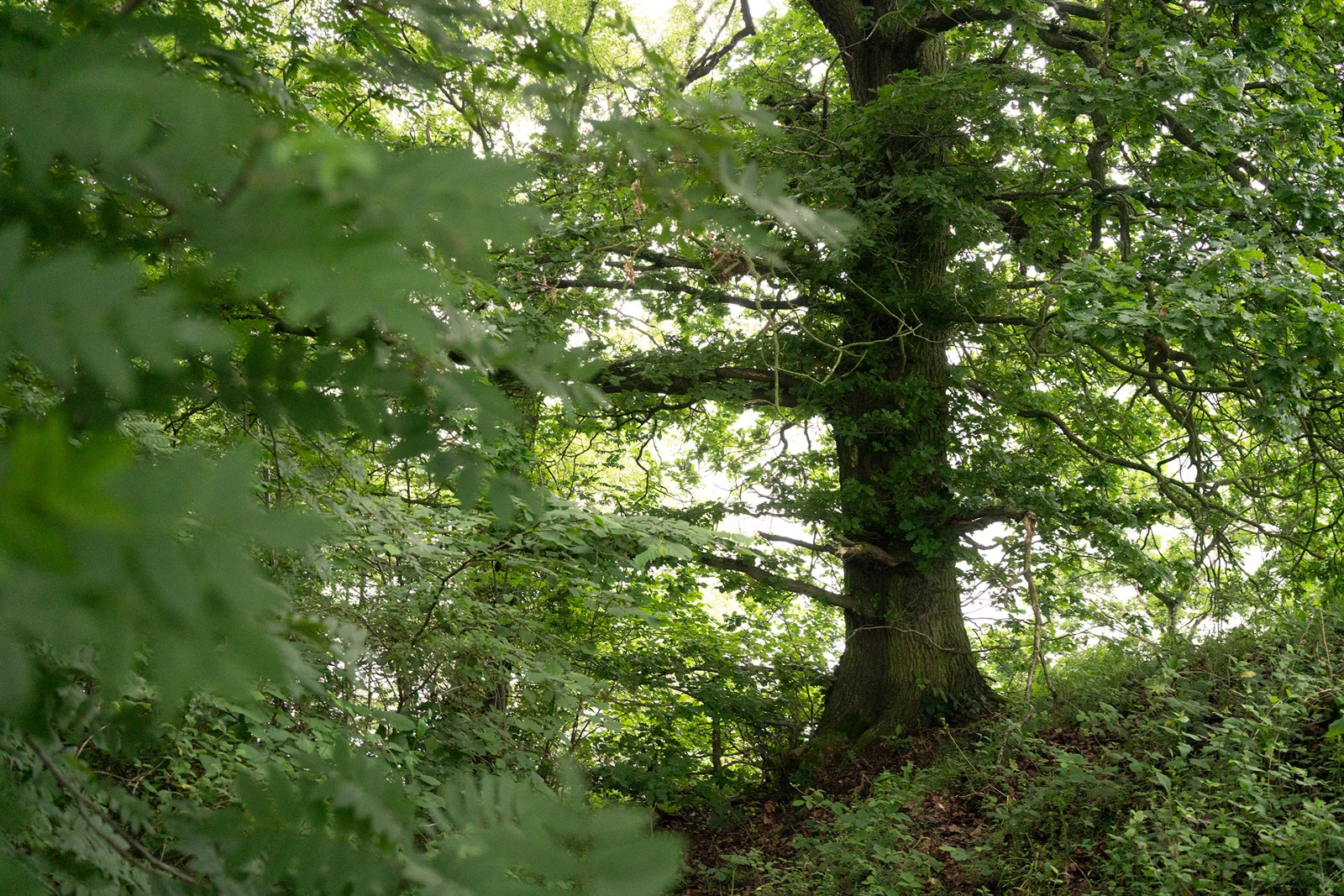 Mature oak tree in lush green woodland with ferns and dense undergrowth in summer