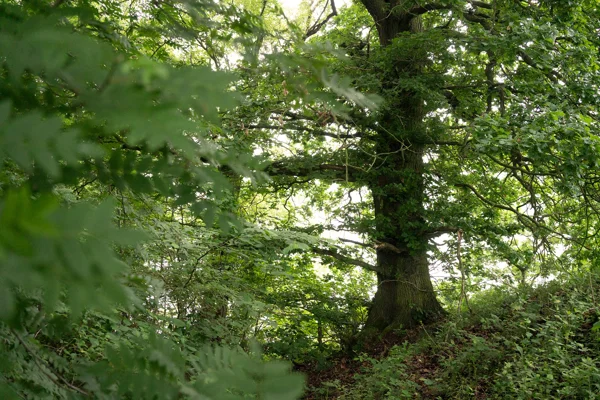 Mature oak tree in lush green woodland with ferns and dense undergrowth in summer