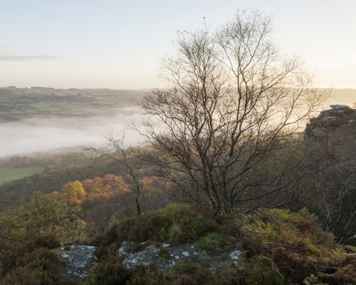 A Journey Through Ancient Woodland:  a view of a grassy hill