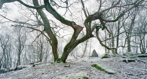 Cold Blue Light a tree with snow on the ground