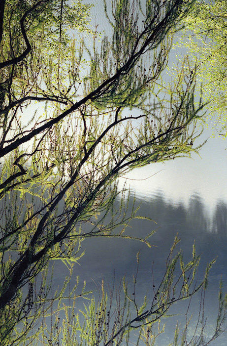 Backlit Branches