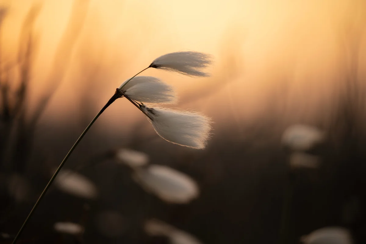 Cottongrass seed heads backlit by golden sunset on a moorland bog, fluffy white tufts glowing.