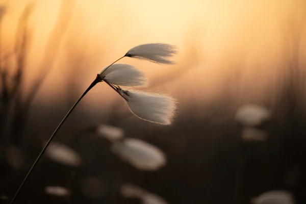 Cottongrass seed heads backlit by golden sunset on a moorland bog, fluffy white tufts glowing.
