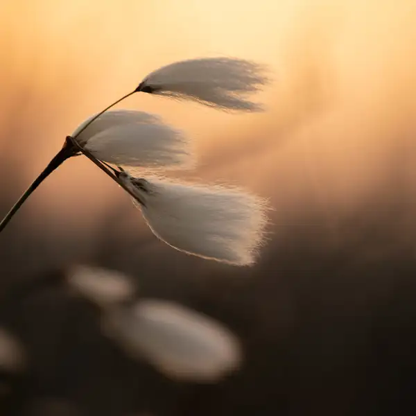 Cotton grass