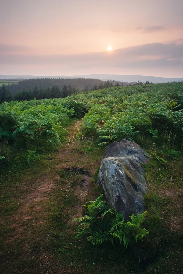 Lichen-covered granite stone on a fern-covered moorland with a hazy sunrise over distant hills.