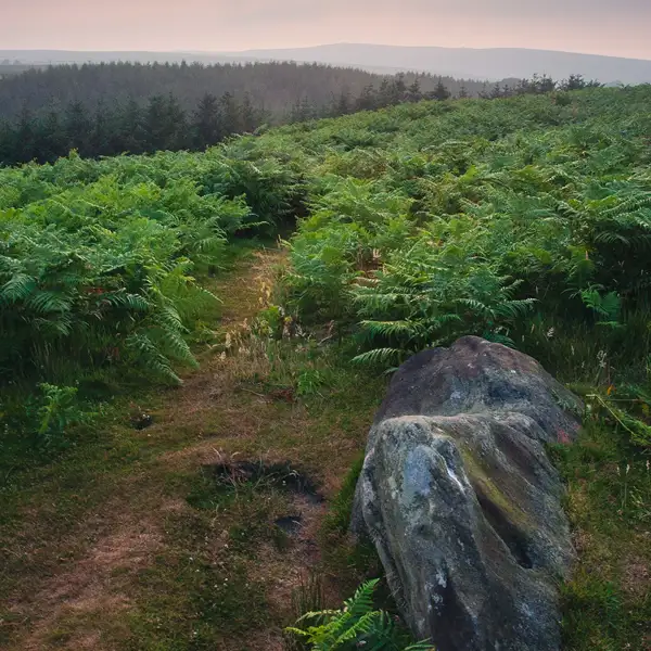 Evening stroll