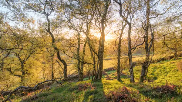 Sunlight filters through a cluster of slender trees with budding leaves, casting long shadows on the lush green grass of a gently sloping hillside. The warm glow of the sun creates a serene and picturesque landscape, with hints of blue sky visible through the branches.