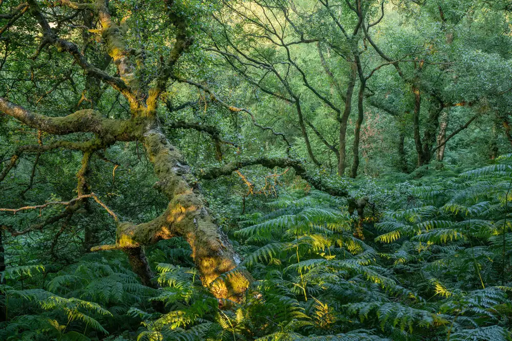 Sunlight filters through a dense forest with thick, twisting tree branches covered in moss. The forest floor is lush with ferns, and the vibrant green foliage is dappled with golden sunlight, creating a serene and enchanting atmosphere.