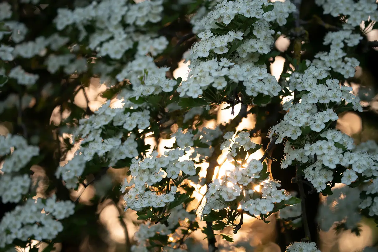 White blossoms densely cover tree branches, illuminated by soft, warm sunlight filtering through. The green leaves contrast with the delicate petals, creating a serene and tranquil scene.