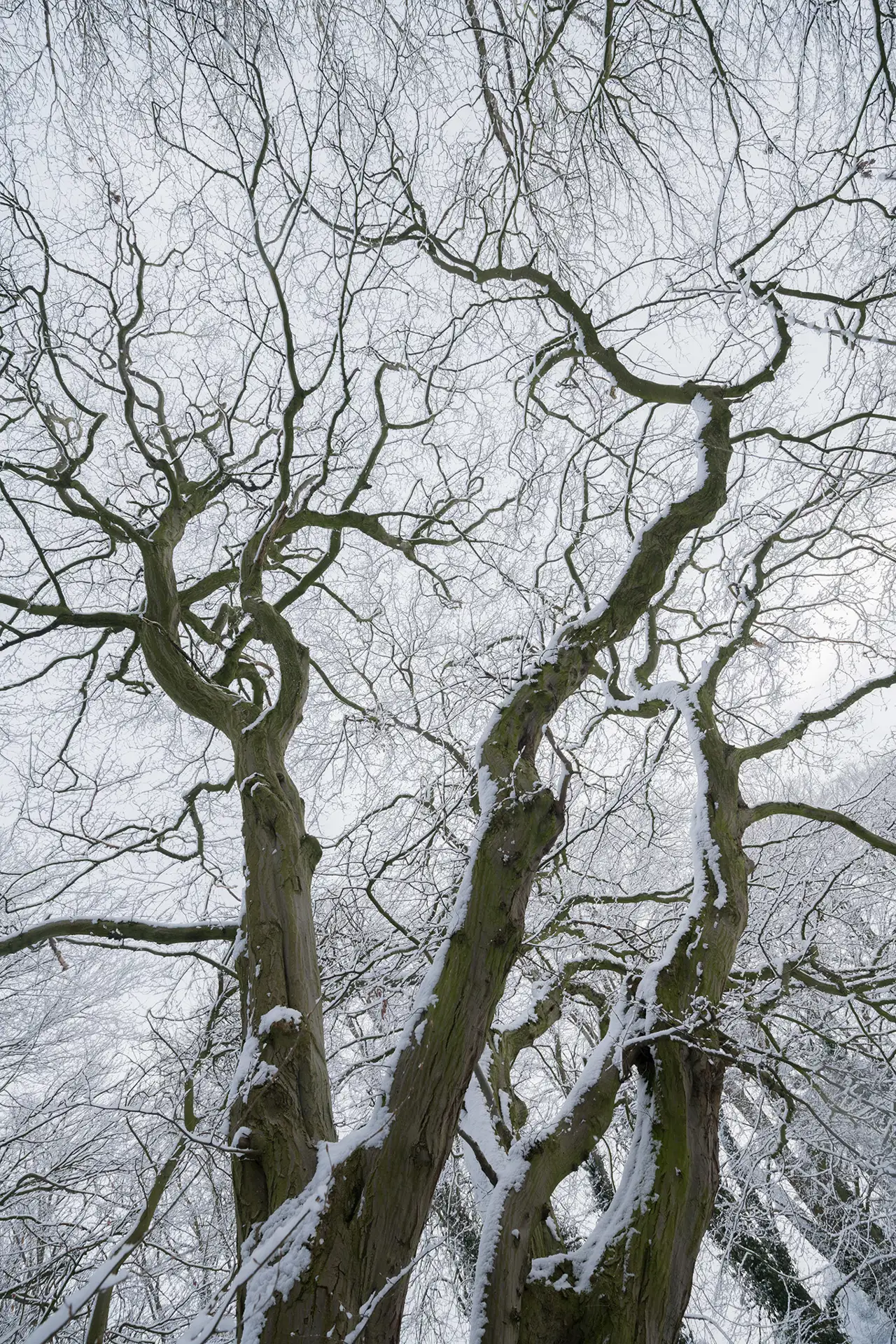 Twisting, bare tree branches covered with patches of snow extend upwards, silhouetted against a grey winter sky. The intricate network of branches creates a web-like pattern, emphasising the stark and serene beauty of the winter landscape.
