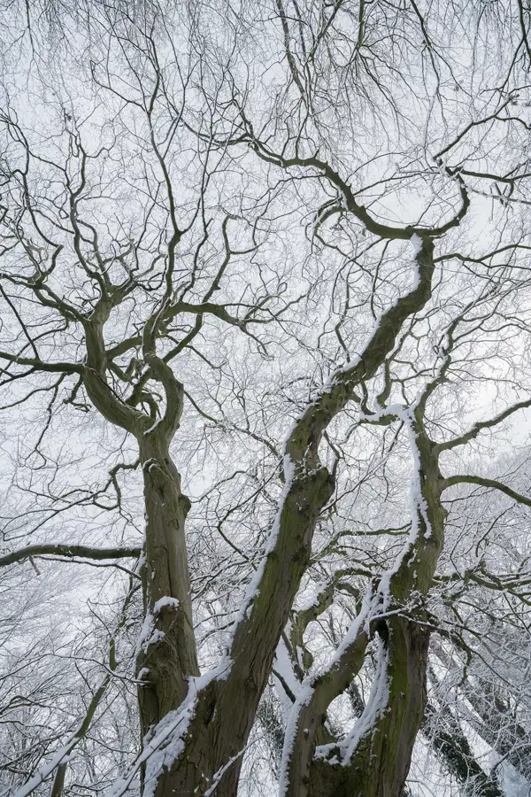 Twisting, bare tree branches covered with patches of snow extend upwards, silhouetted against a grey winter sky. The intricate network of branches creates a web-like pattern, emphasising the stark and serene beauty of the winter landscape.