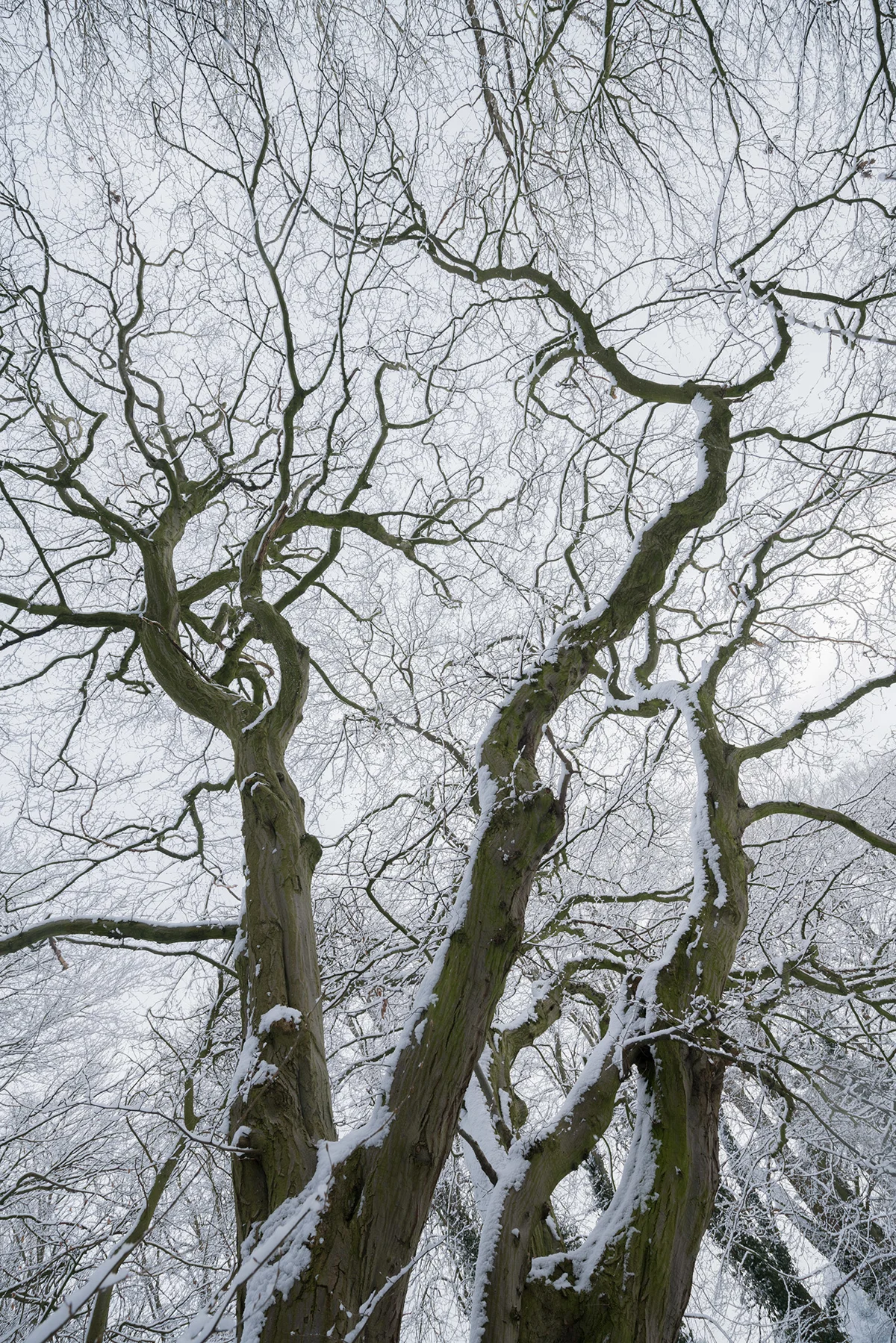 Snow-covered twisting branches of a bare tree reaching into a pale winter woodland sky