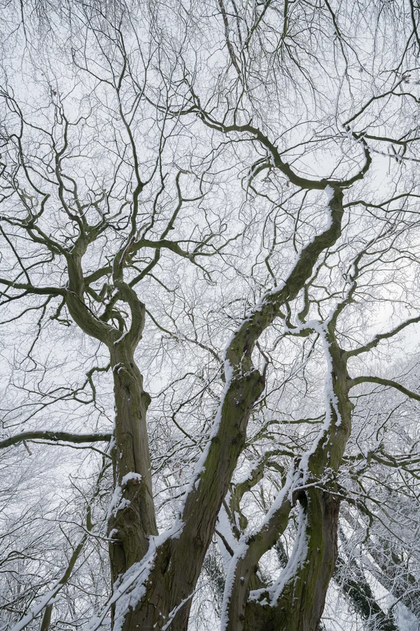 Snow-covered twisting branches of a bare tree reaching into a pale winter woodland sky