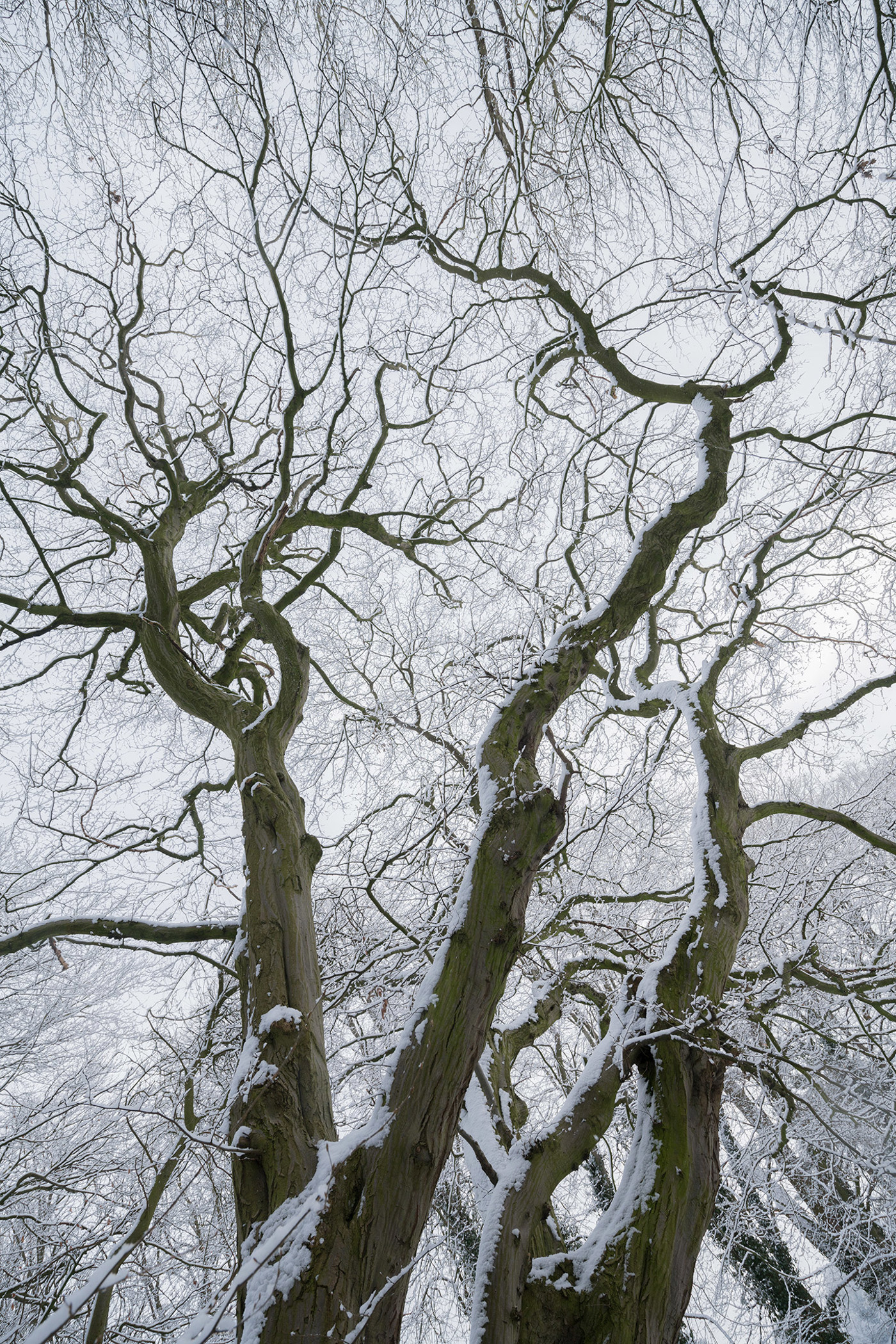  a tree covered in snow