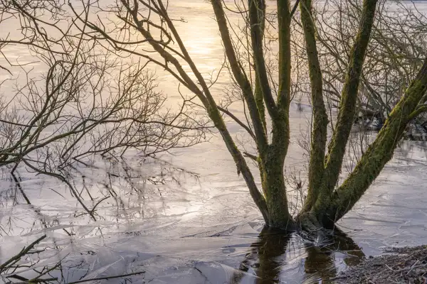 Leafless trees with moss-covered trunks stand in shallow water, surrounded by a layer of thin ice. The ice has a cracked surface that reflects the soft, golden light of the setting sun above. Bare branches reach outwards, casting intricate shadows on the frozen surface.