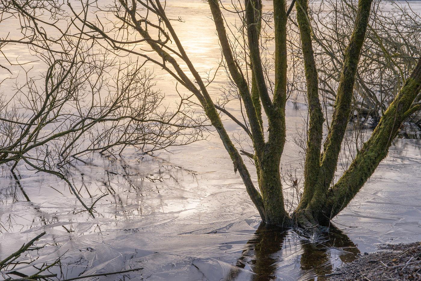  a tree with snow on the ground