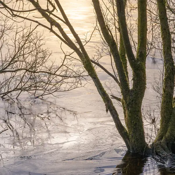 Thruscross ice