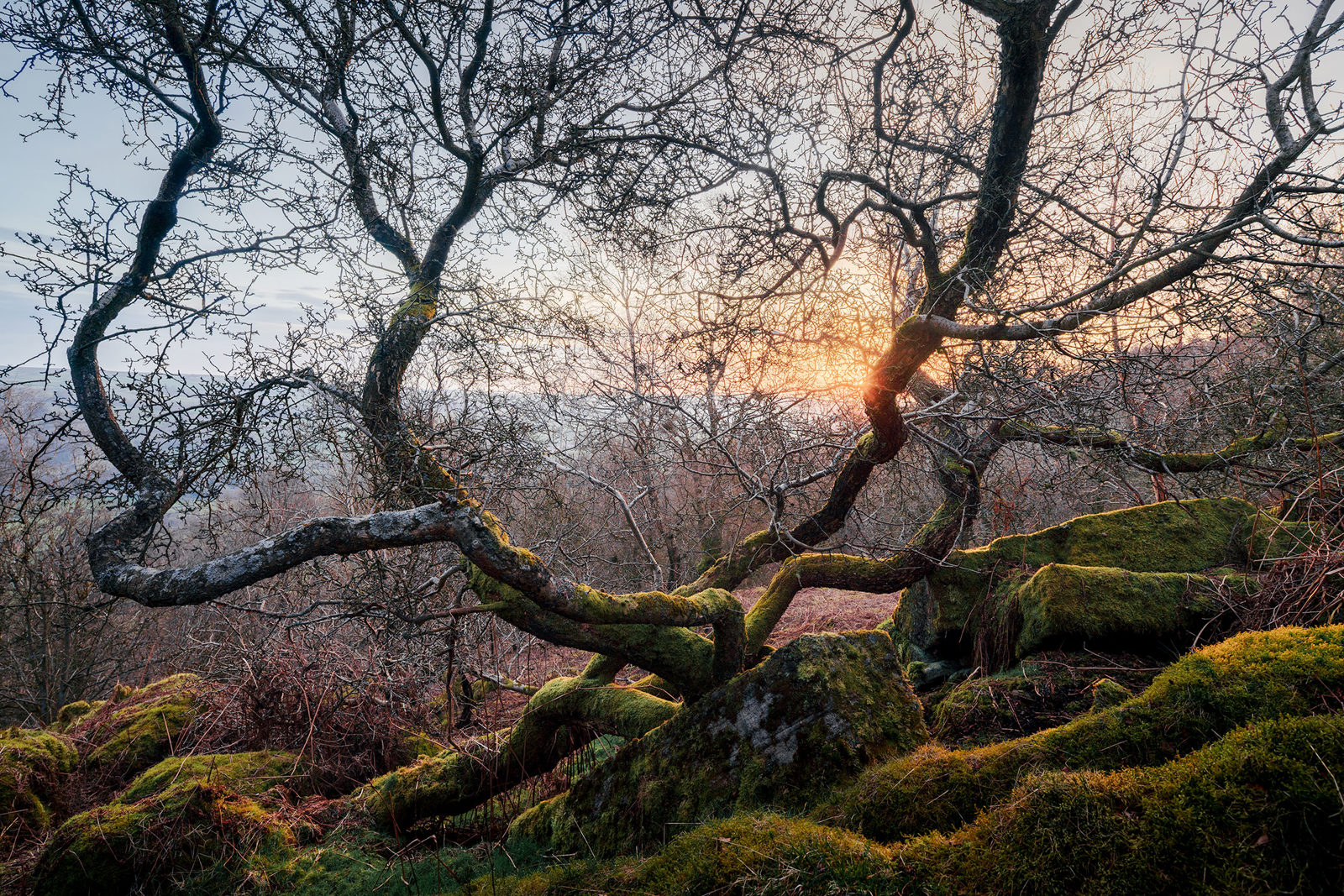 Twisted, leafless tree branches are silhouetted against a soft sunset. The ground is covered with mossy rocks and earthy foliage. The sun's warm glow filters through the branches, creating a serene and atmospheric scene.