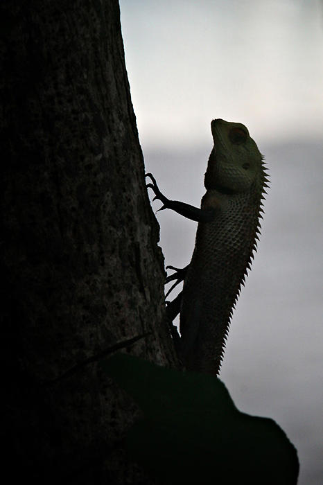 Lizard