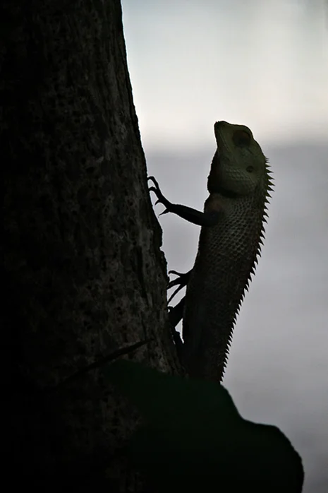 Lizard
