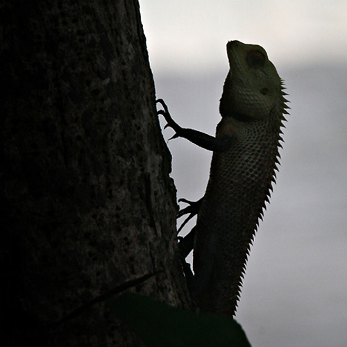 Lizard (1): Lizard