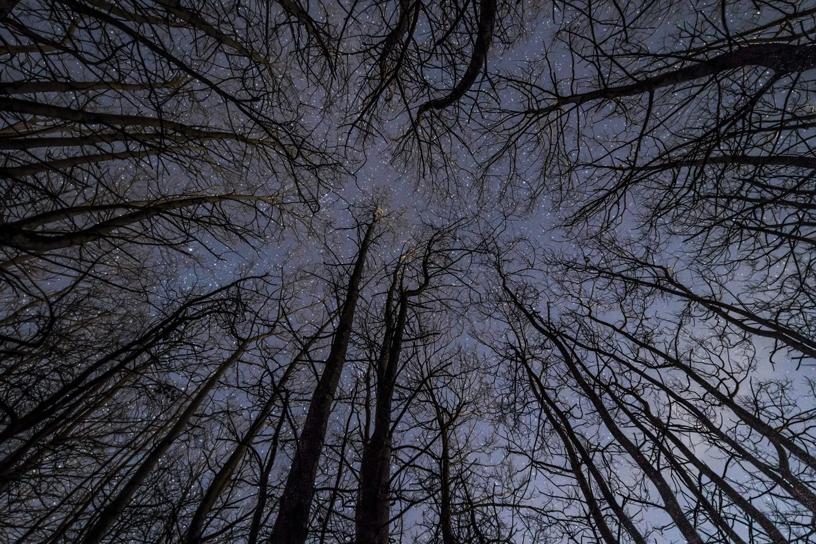 Bare winter treetops converging towards a star-filled night sky in dark woodland, shot looking straight up.