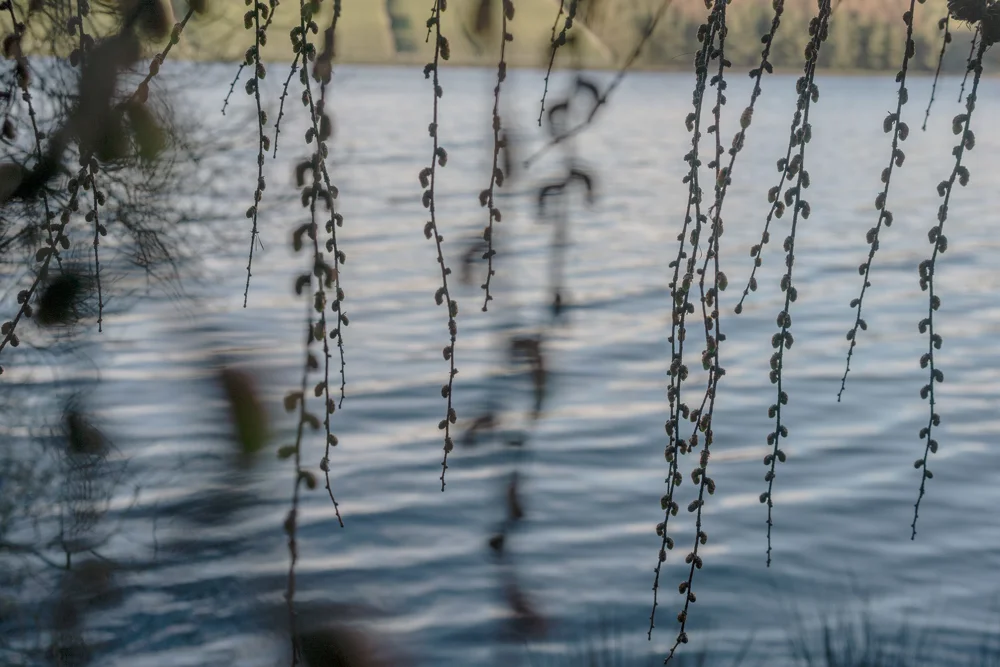 Larch branches with tiny cones hanging over rippled blue lake water in a woodland setting