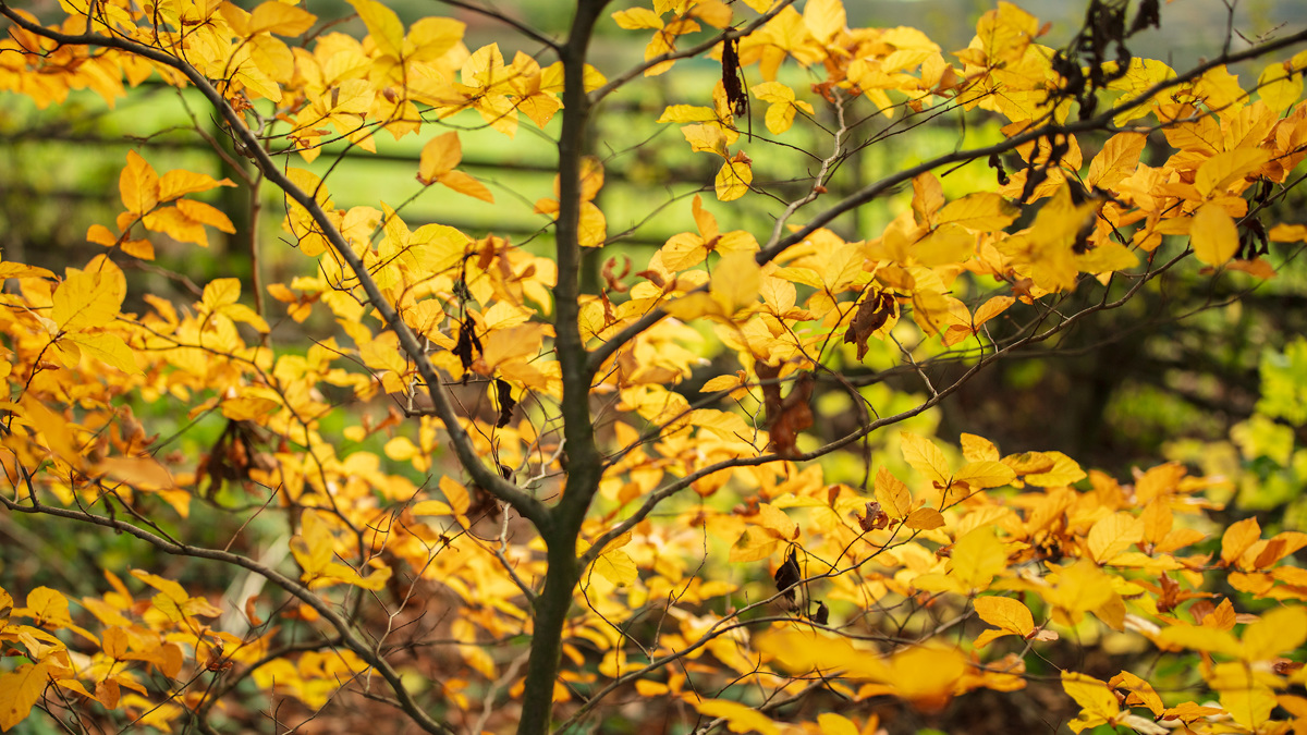  yellow leaves on a tree