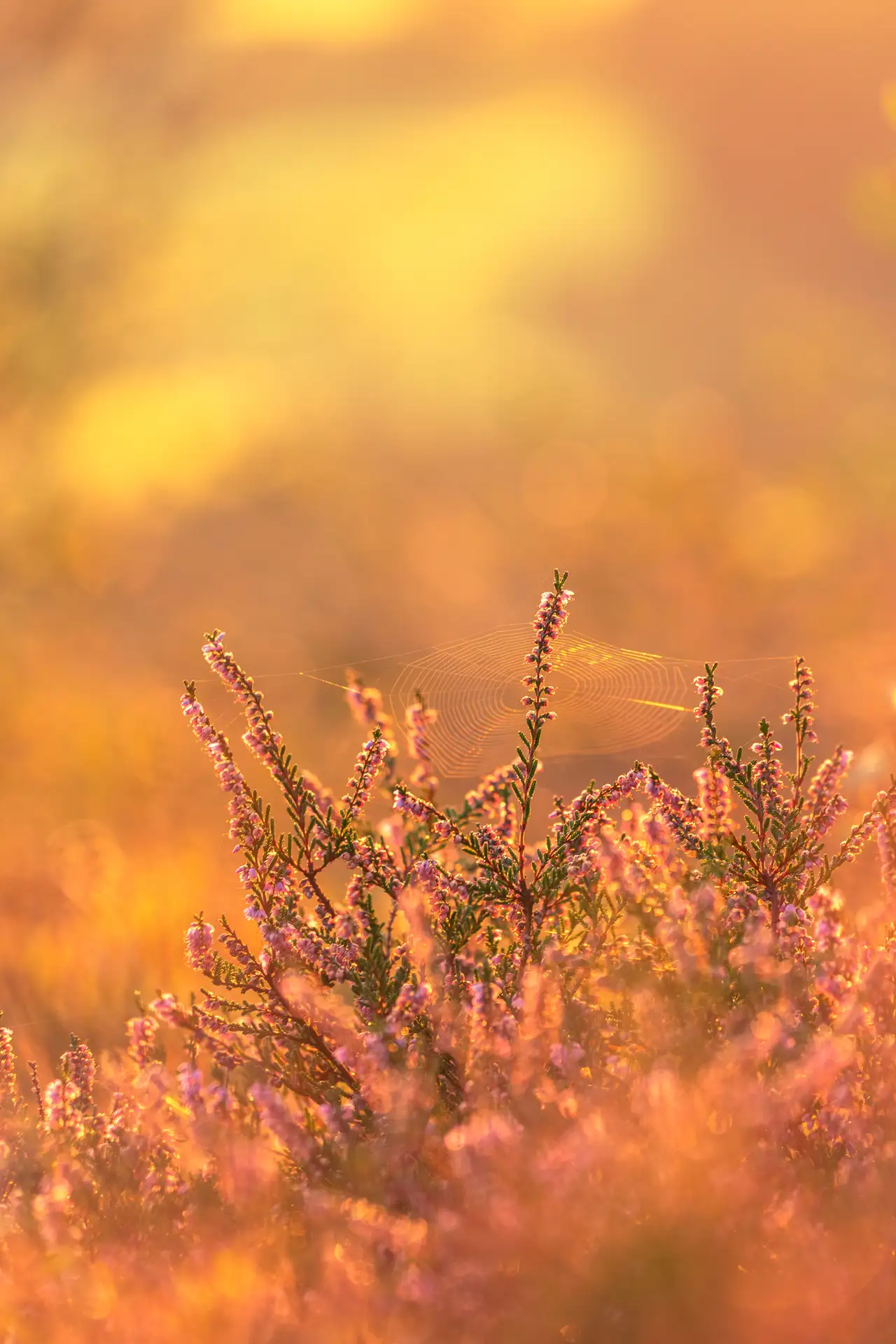 Heather with small pink flowers in warm sunlight, surrounded by a spider's web. The background is softly blurred with golden and orange hues, creating a dreamy, ethereal atmosphere.