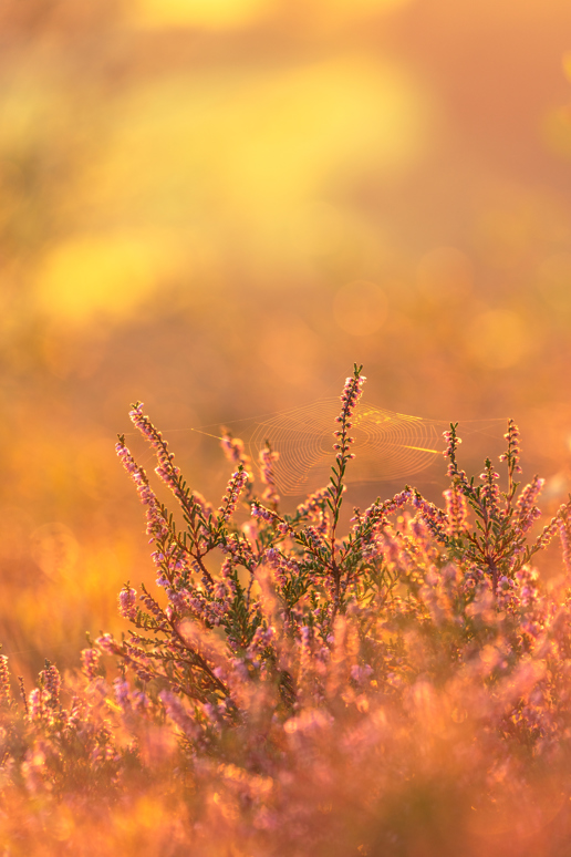 Delicate heather in bloom. Dew-laden spiderwebs gently drape between the purple-tipped branches, glistening under a warm golden light that diffuses softly through the misty morning air. a close up of a plant