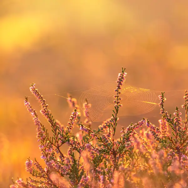 Edge of autum