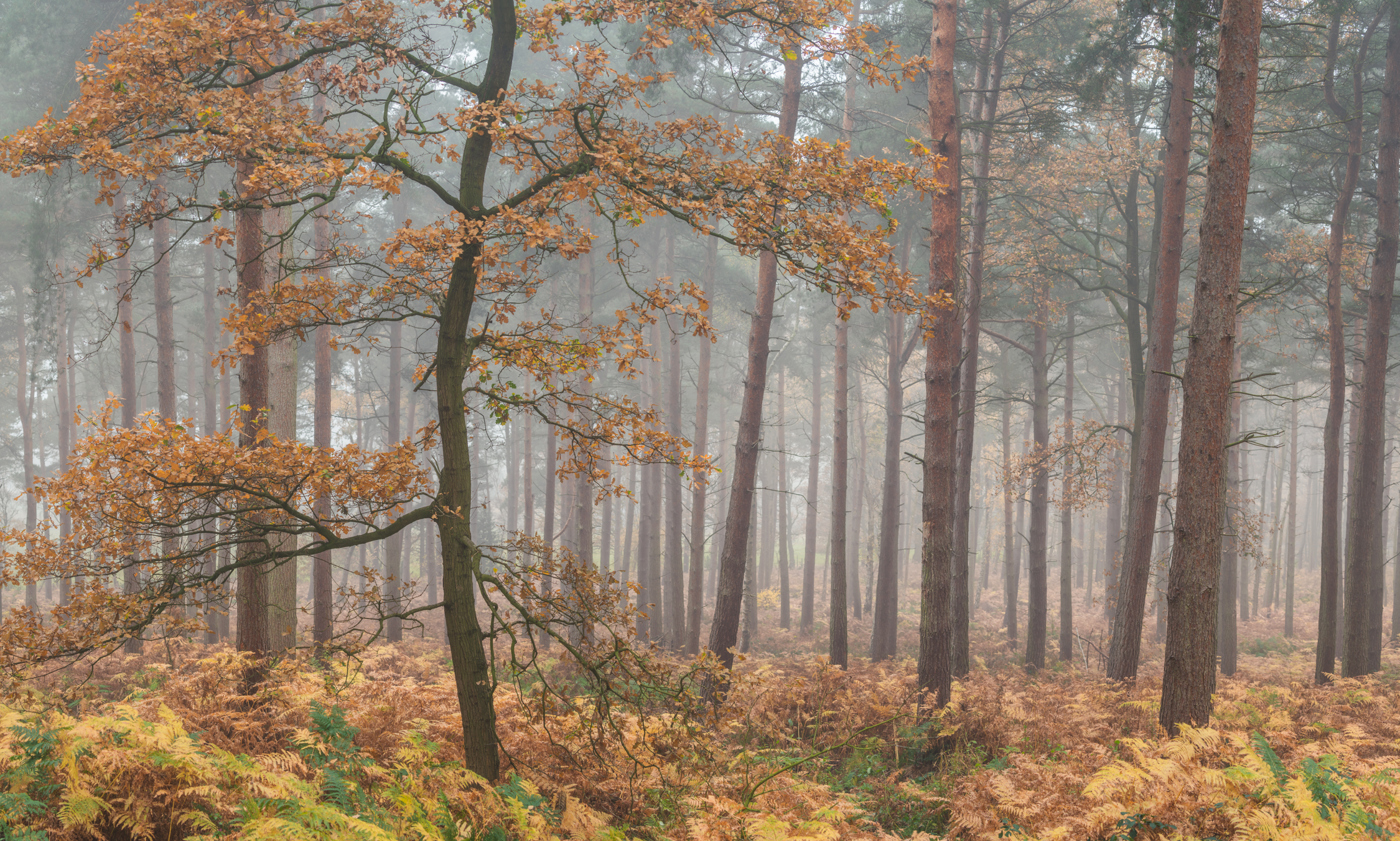  a tree in a forest