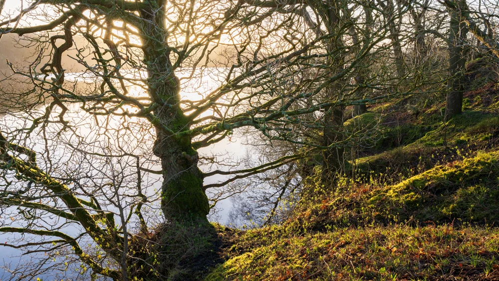 Moss-covered oak tree on a lakeshore bank, bare branches backlit by golden winter sunrise over still water