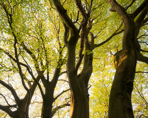 A Journey Through Ancient Woodland:  a large tree