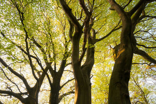 a large tree