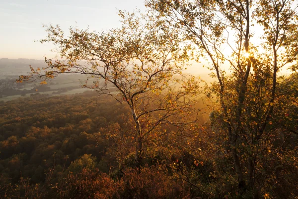 Silver birch trees at sunrise on a wooded hillside overlooking misty autumn farmland and valley