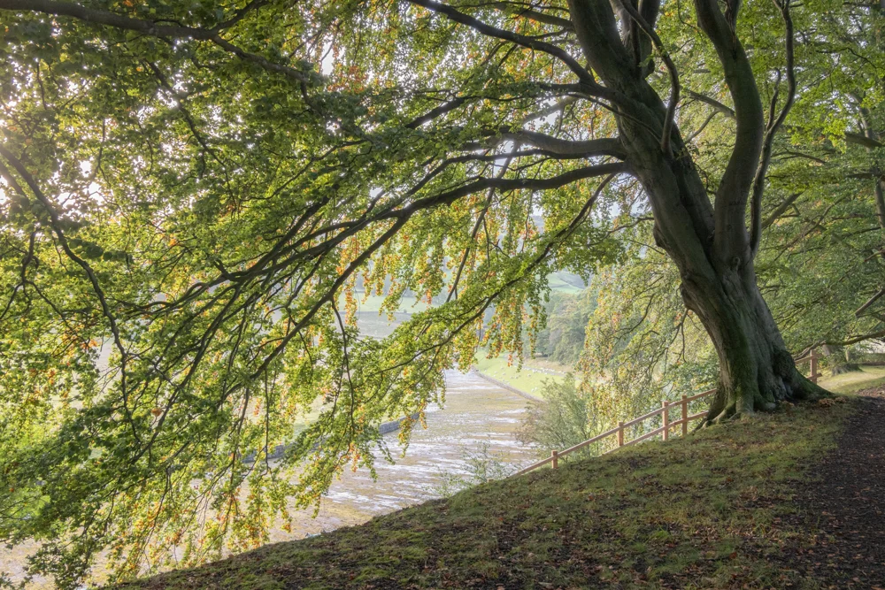 Mature beech tree on a hillside path overlooking a reservoir, early autumn light through the leaves